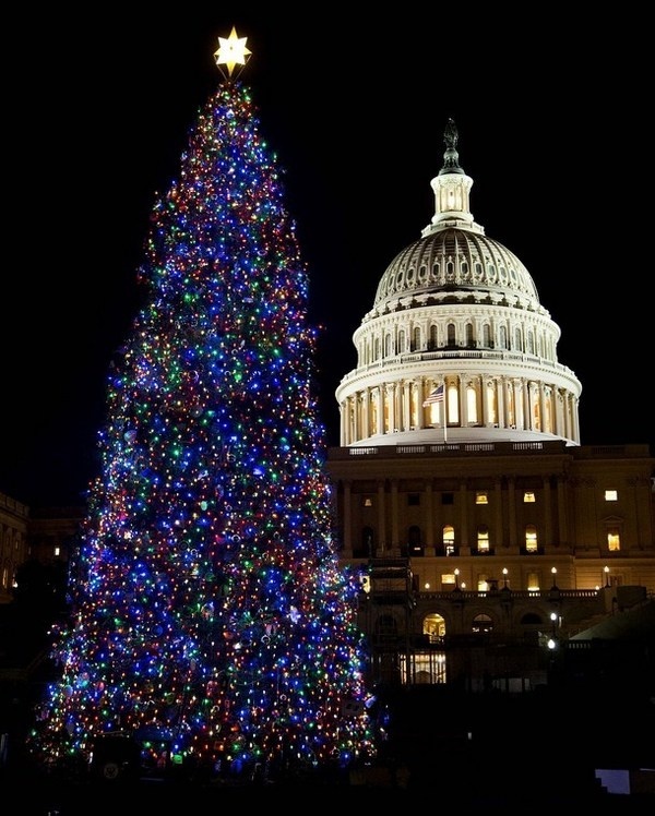 8 Christmas art tree in Cpitol Washington DC #christmas #trees #art #tree