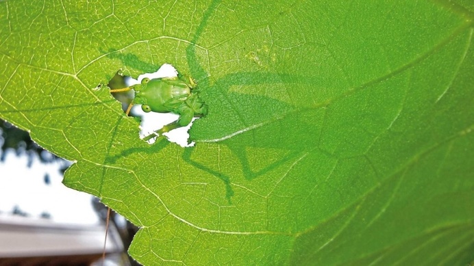 The Winners of The National Geographic Kids Photo Competition 2015