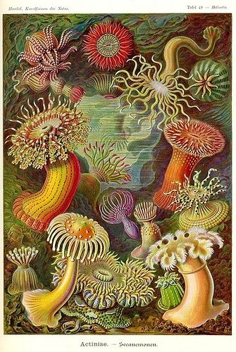 All sizes | Sea anemone | Flickr - Photo Sharing! #illustration #sea