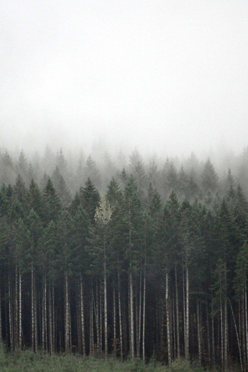 forrest #fog #forrest #earth #photography #nature