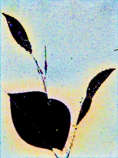 Maxmalt #ikebana #wabi #display #bureau #digital #broken