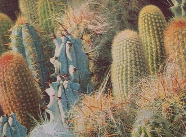 cactus #cactus