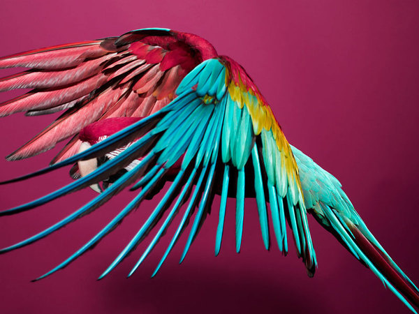 Perroquet 05.jpg, oct 2008 #photography #parrot #bird