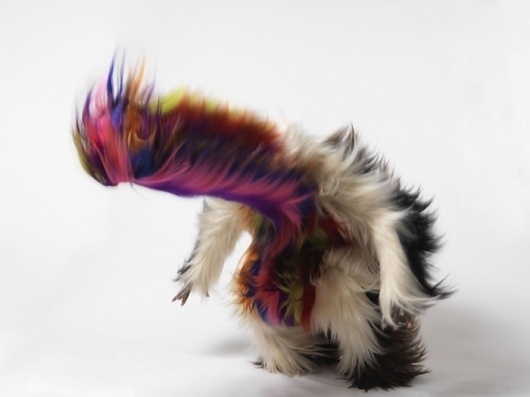 Nick Cave :: JACK SHAINMAN GALLERY #nick #photo #motion #cave #fur #puppet #photography #sound #suit