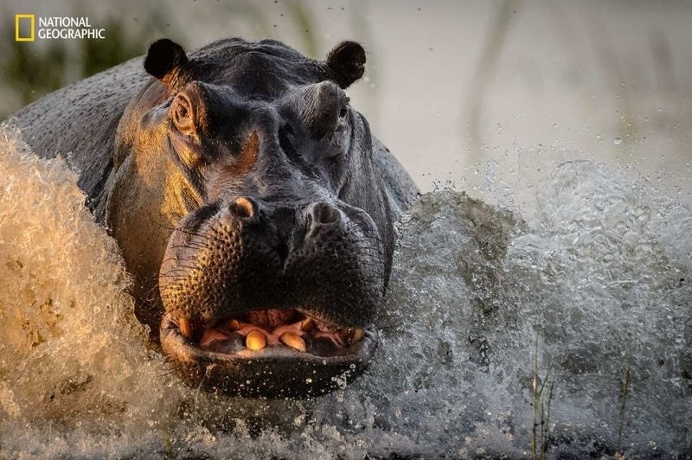 Spectacular Entries From the National Geographic Nature Photographer of the Year 2016