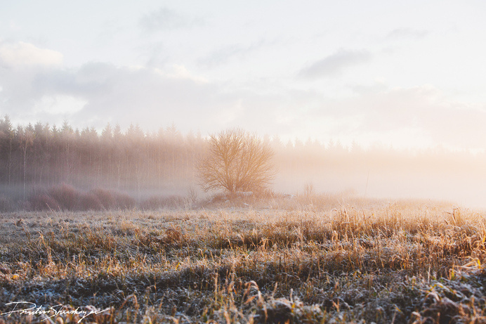 wonderland | Flickr - Dmitri Shushuyev #estonia #early #landscape #photography #morning