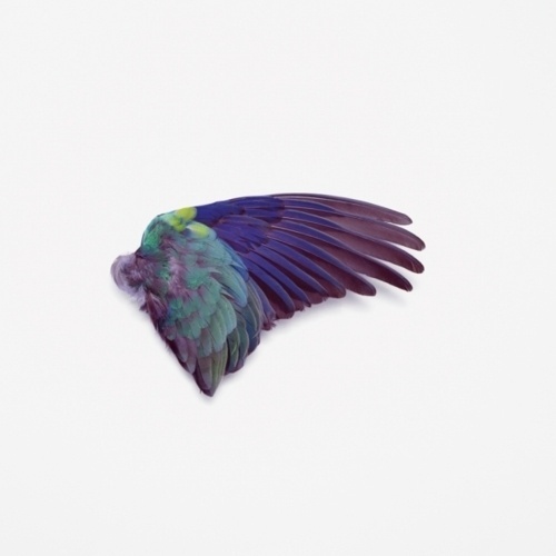 WOOSH! #photography #wing