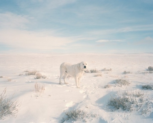 across the country #photography #snow #dog