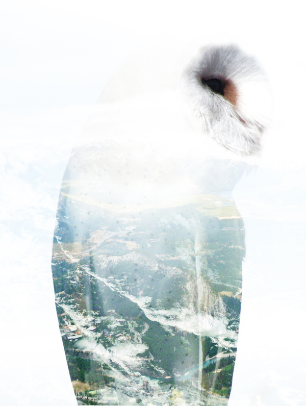 Behance :: Editing Digital Illustrations #alpine #owl #graphic #digital #illustration #nature #mountains