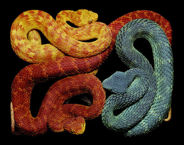 Eight Hour Day » Blog » The Best Thing I Saw Today • April 12, 2012 #snakes #photography