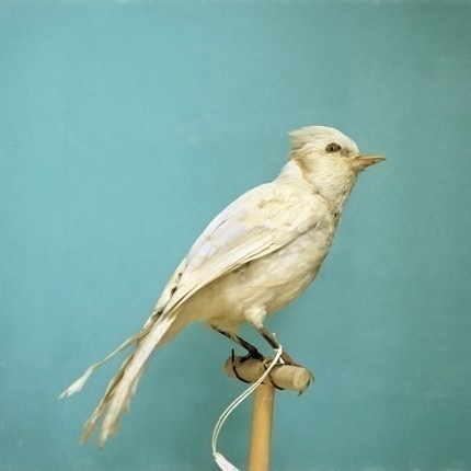 Albino Blue Jay Large Format 30x30 Natural History by dsbrennan #bird #albino #jay #photography #blue