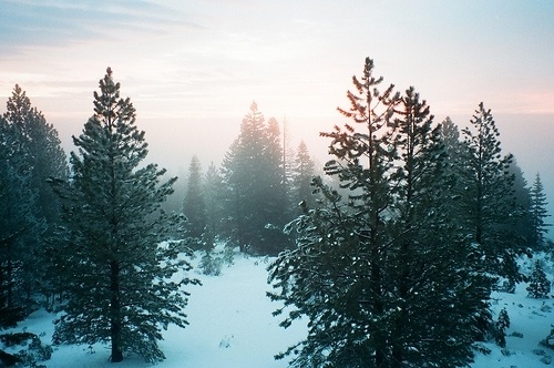 the Sea-Farer #fog #sky #snow #calm #natutre #pine #winter