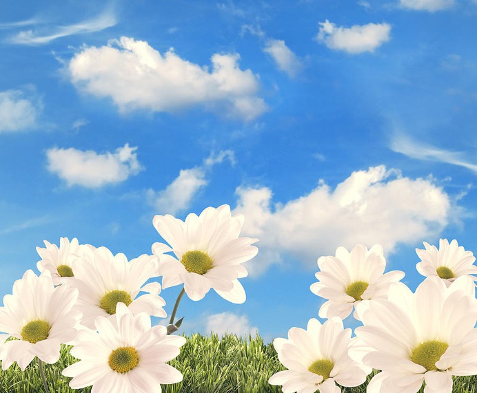 daisy painting & daisy paint by number #painting