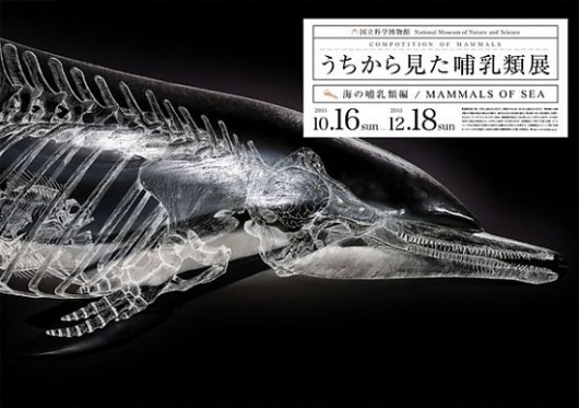 Composition of Mammals | Fubiz™ #photography #design #graphic #ilustration