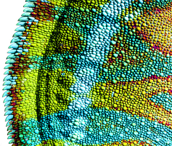 Mark Laita #photo #skin #zoom #lizard