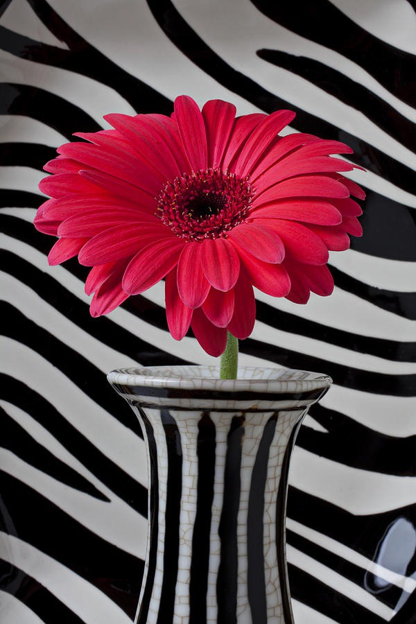 daisy painting & daisy paint by number #painting