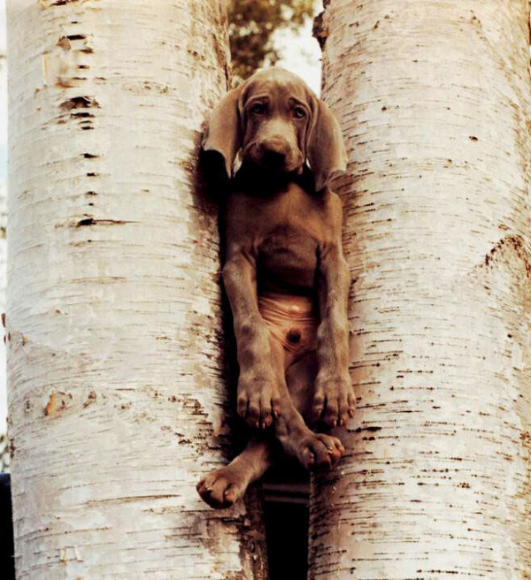 Dogs Photography by William Wegman #inspiration #photography #animal