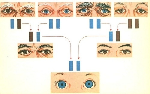 All sizes | eyes | Flickr - Photo Sharing! #genetics #1960s #vintage #illustration