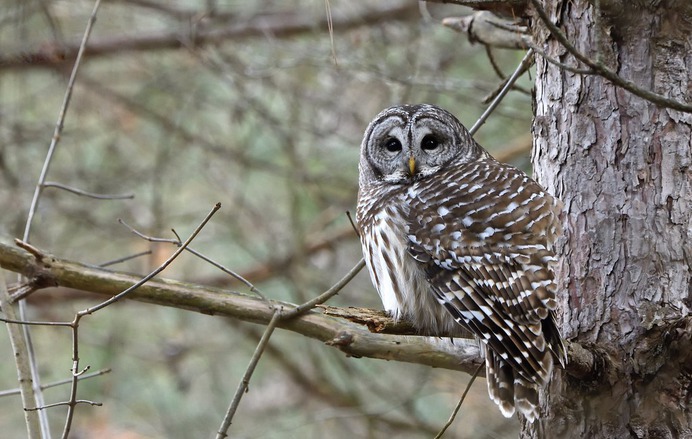 Surprise Owl