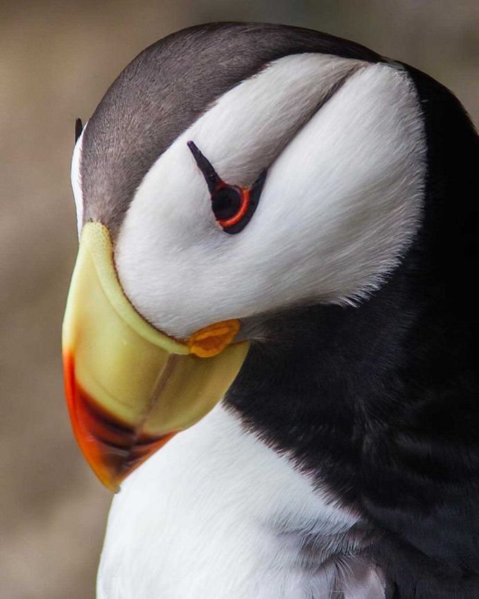 Sunil Gopalan Captures Striking Photos of Birds on Five Continents