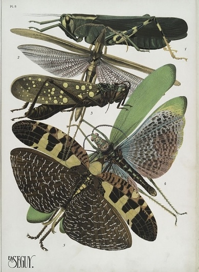 weetstraw.com - Insect Collages #insects