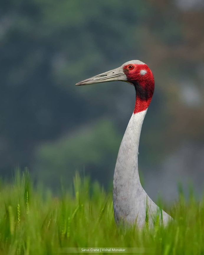 #bird_brilliance: Adorable Birds Photography by Vishal Monakar