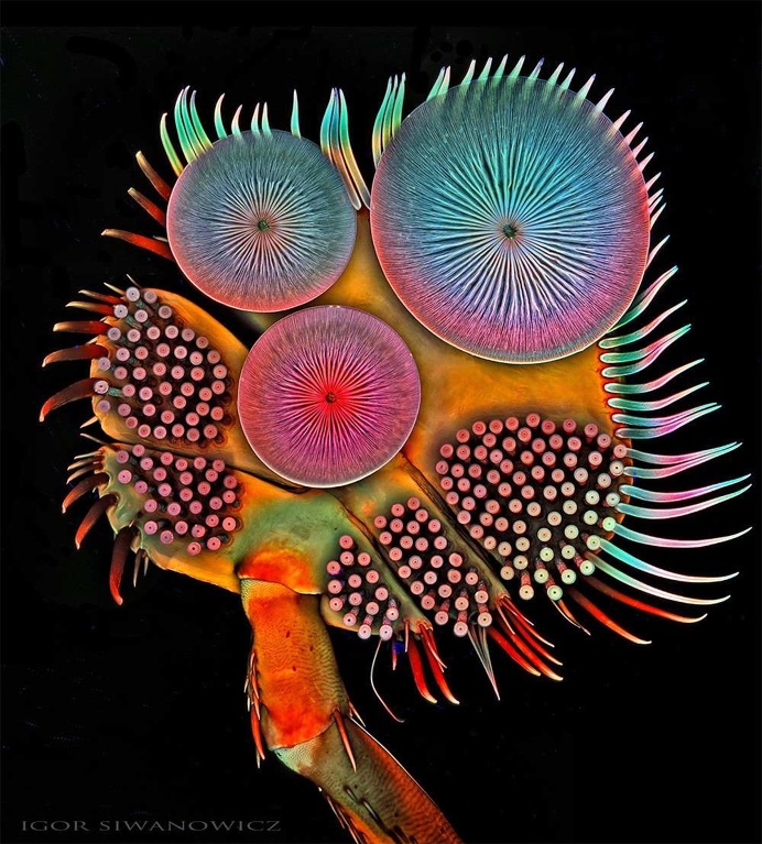 Mindblowing Macro Photography of Insect Appendages by Igor Siwanowicz