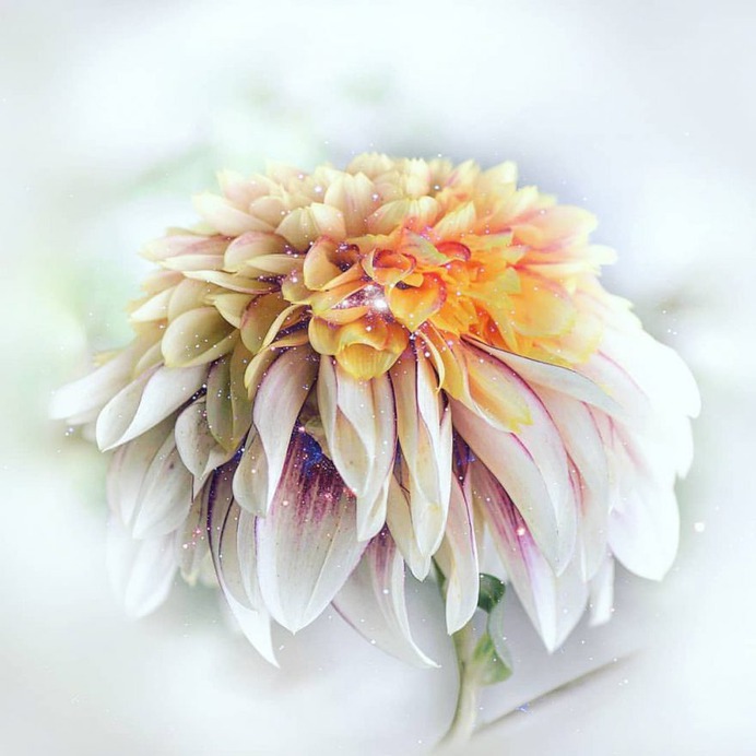 Stunning Macro Flowers Photography by Pia Lee