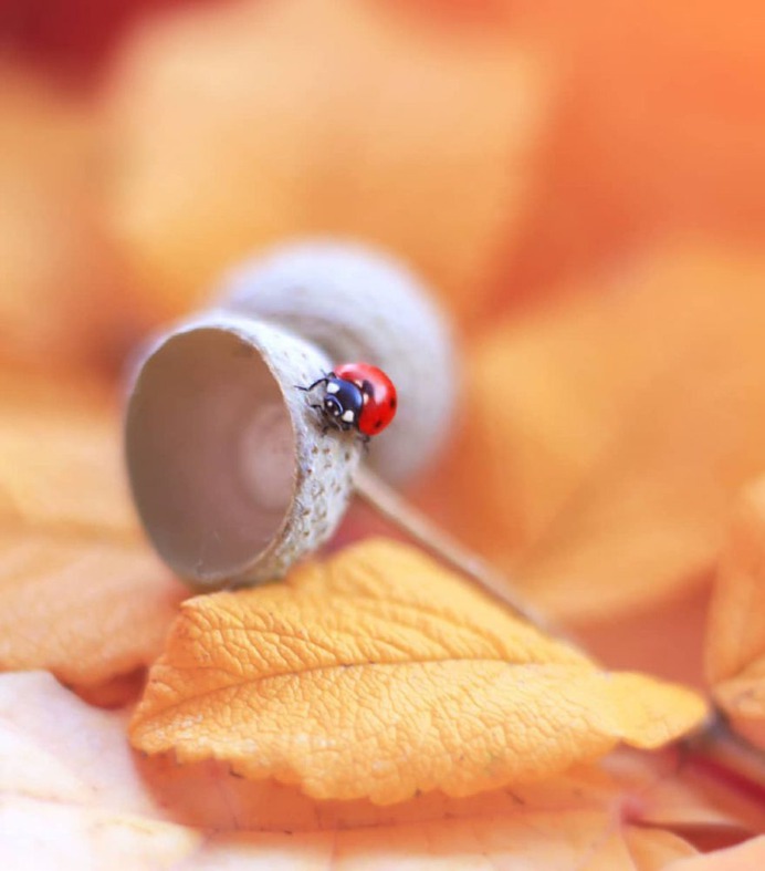 Magical Macro Photos Ladybugs and Flowers by Elena Andreeva