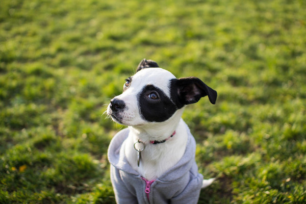 IMG_9367.jpg #photo #photograph #photography #vsco #dog