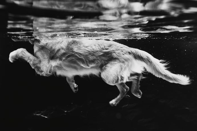 Dog Photographer of the Year 2018 – in pictures | Life and style | The Guardian
