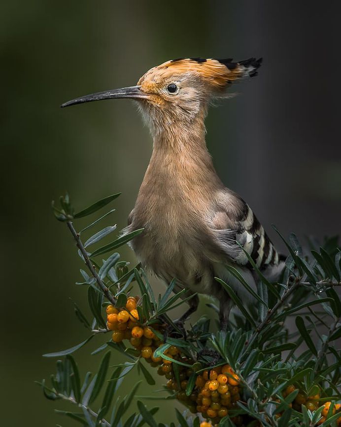 Common Hoopoe - Ladakh, India