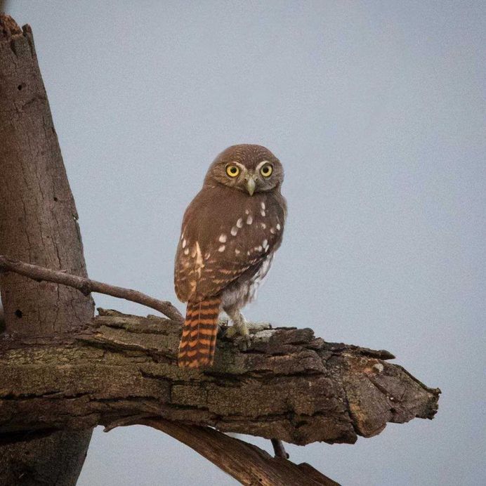 #bestbirds: Beautiful Bird Photography by Alejandra Perez