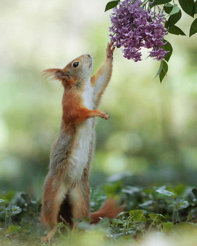 Amazing Wildlife Photos of European Squirrels by Julian Rad