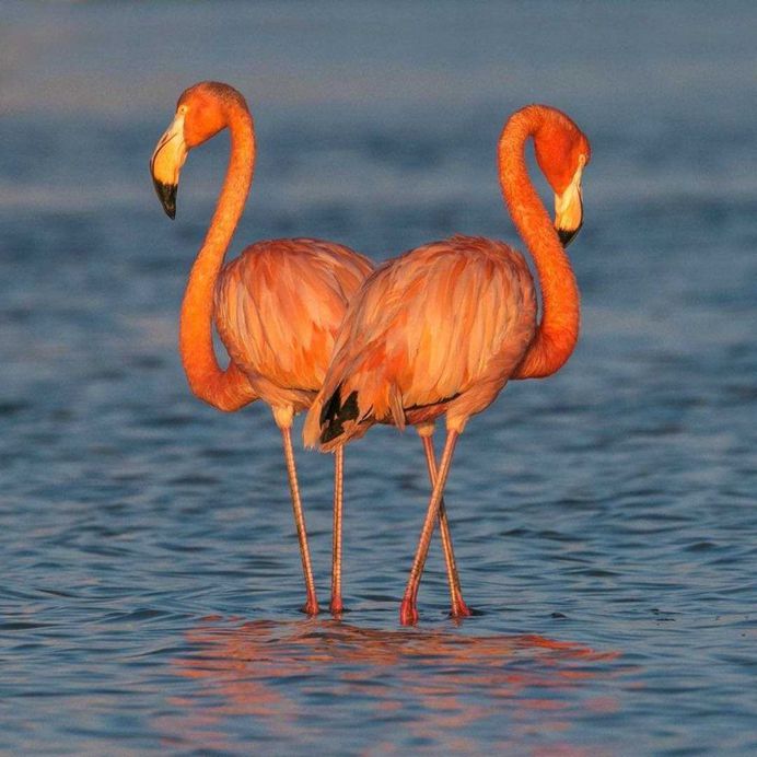 #bestbirds: Beautiful Bird Photography by Alejandra Perez