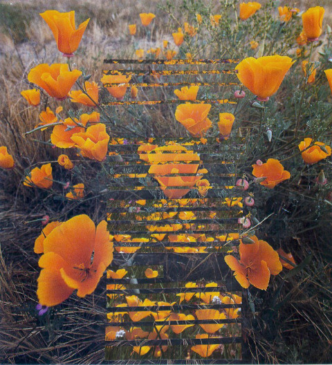 Dessi Terzieva | PICDIT #design #collage #art