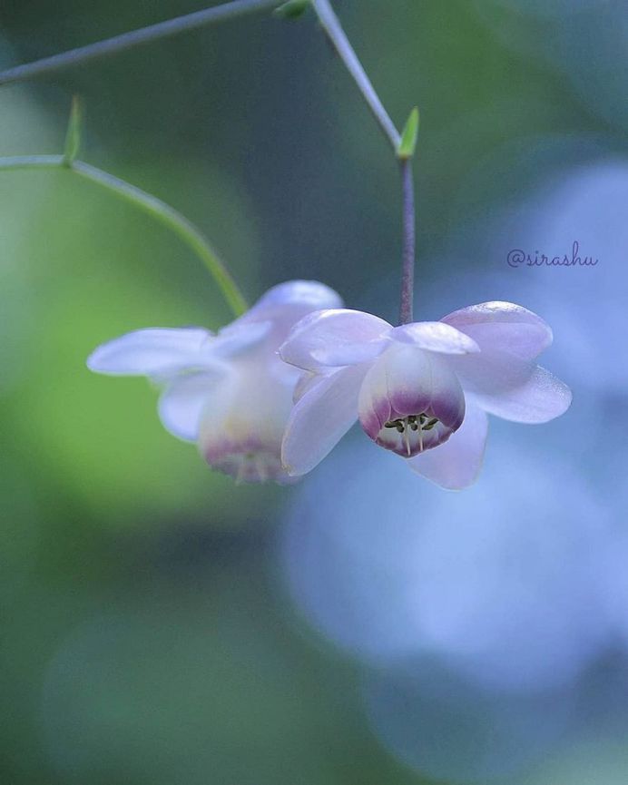 Beautiful Flowers Photography by Miyagawa Sirashu