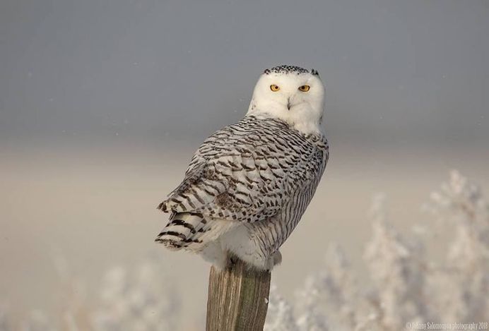 Majestic Photographs of Owls by Johnny Salomonsson