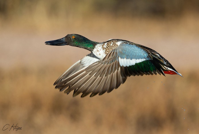 Amazingly Beautiful Birds Photography by Corey Hayes