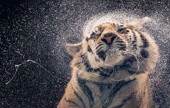 Magnificent Wild Animals Portrait Photography by Tim Flach