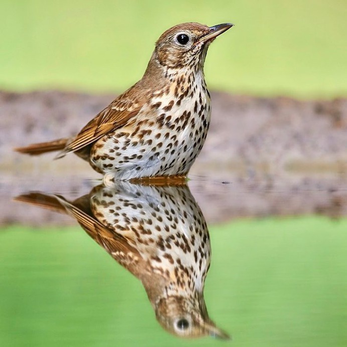 #birdstagram: Graceful Bird Photography by Peter Kühn