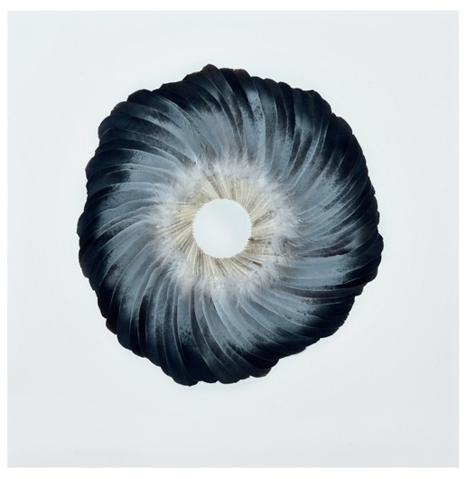 Kate MccGwire | www.katemccgwire.com | Work - 2011 #mccgwire #wings #feathers #photography #pigeon #circle #kate