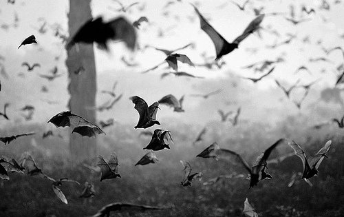 Tumblr #bats