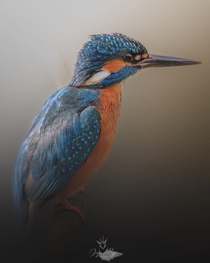 #birds_adored: Wonderful Birds Photography by Diego Maffina