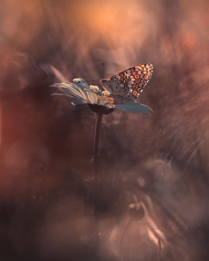 #flowerstagram: Wonderful Flower Photography by Fabien Bravin