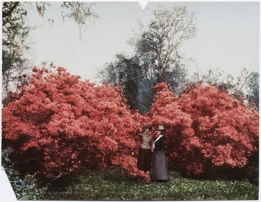American Tint - 50 Watts #photochrome #photography