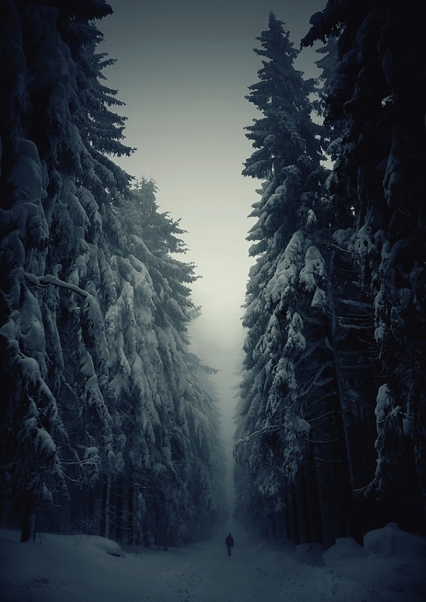 Miss M's #fog #photography #men #blue #forest #trees #winter