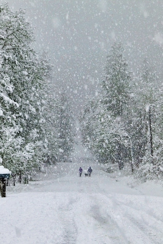 Dittrich #festive #woods #snow #christmas #forest #walk