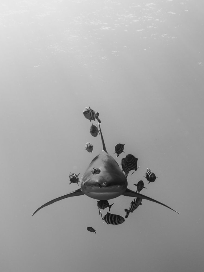 Whitetip Oceanic Shark by Marko Dragoljevic