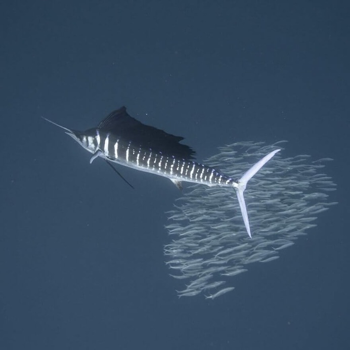 Magical Underwater and Ocean Photography by Scott Wilson